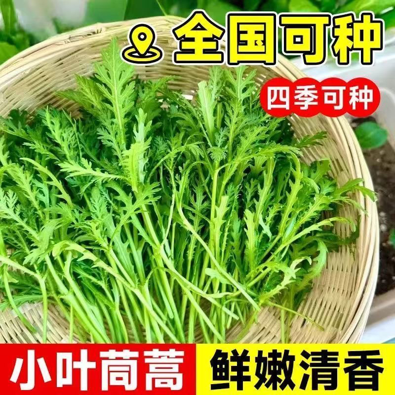 正宗优质小叶茼蒿种子春秋冬季可种皇帝菜蔬菜种子
