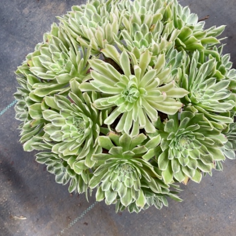 多肉植物碧浪锦。