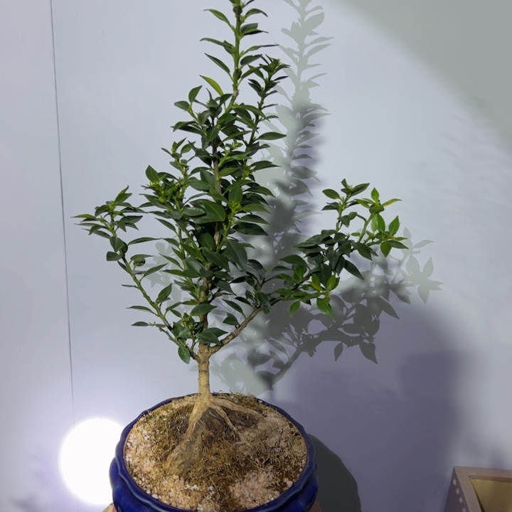 八房柑盆景绿植园艺