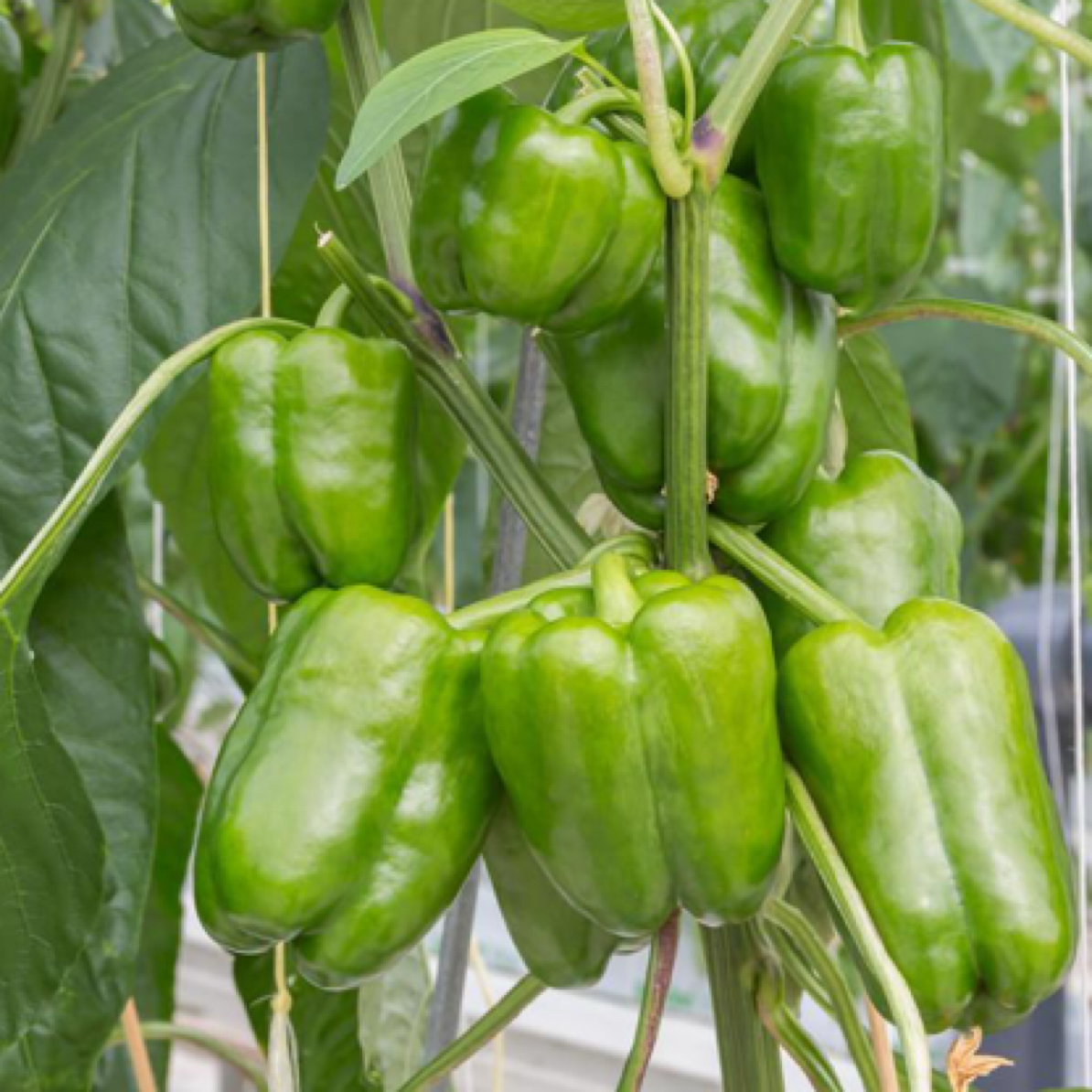 青椒柿子椒新鲜蔬菜密云农家大棚种植3斤辣椒辣椒同城配