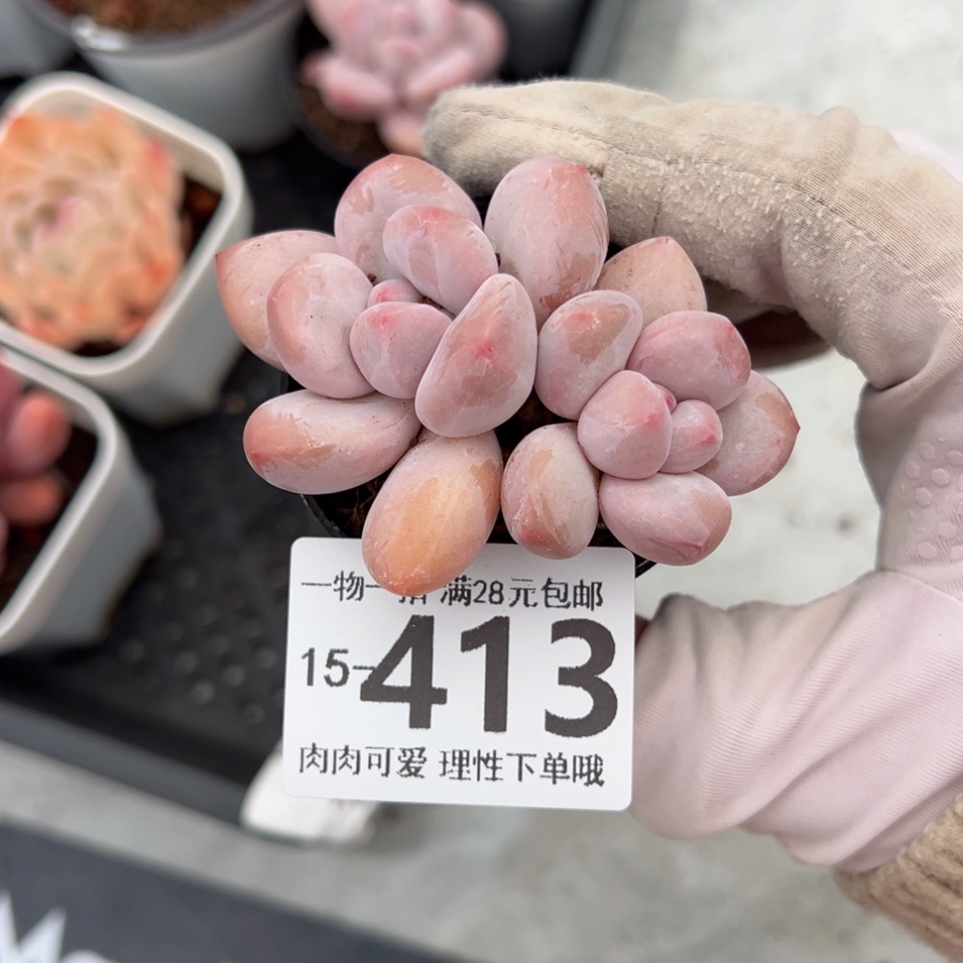 香水奶多肉多肉多肉多肉多肉