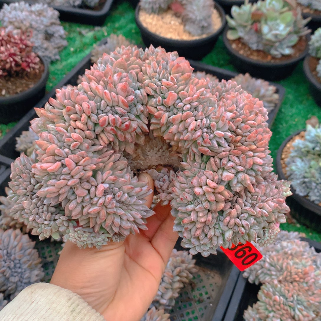 360橙子1111111111111