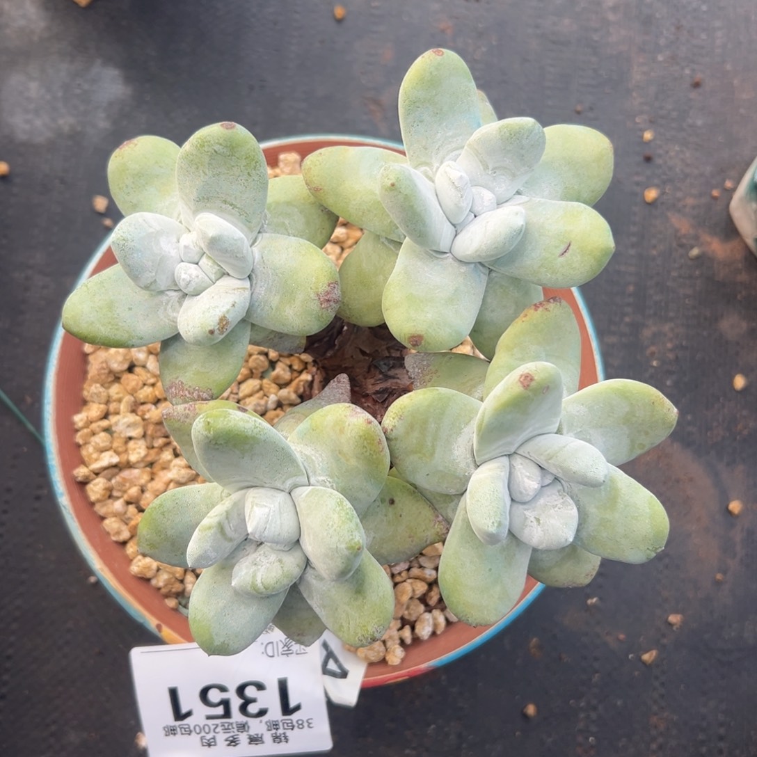 胖嘟嘟拇指～一物一拍1351