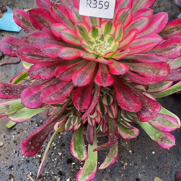 359多肉植物的生长