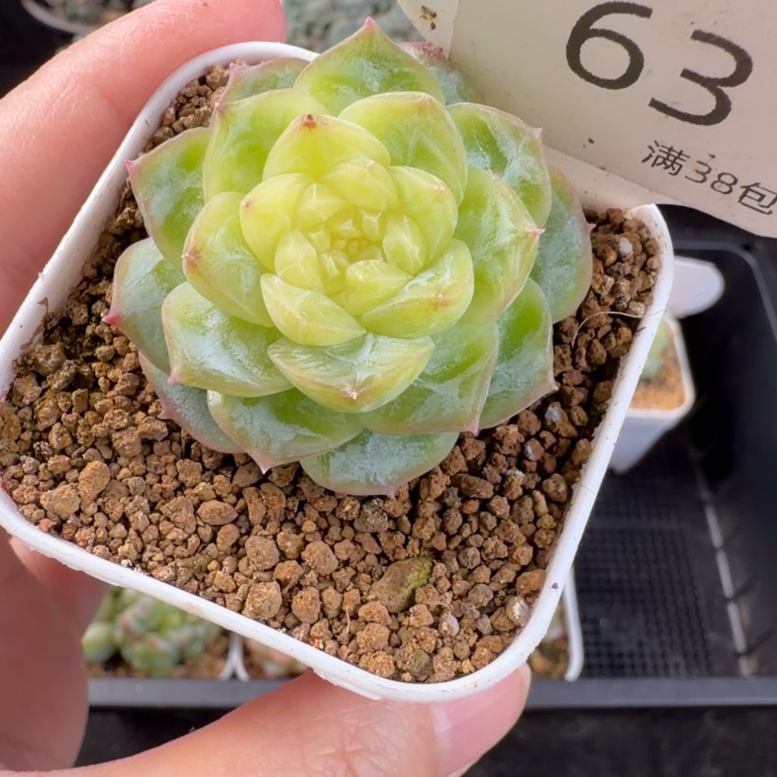 孤品珍妮单头63号