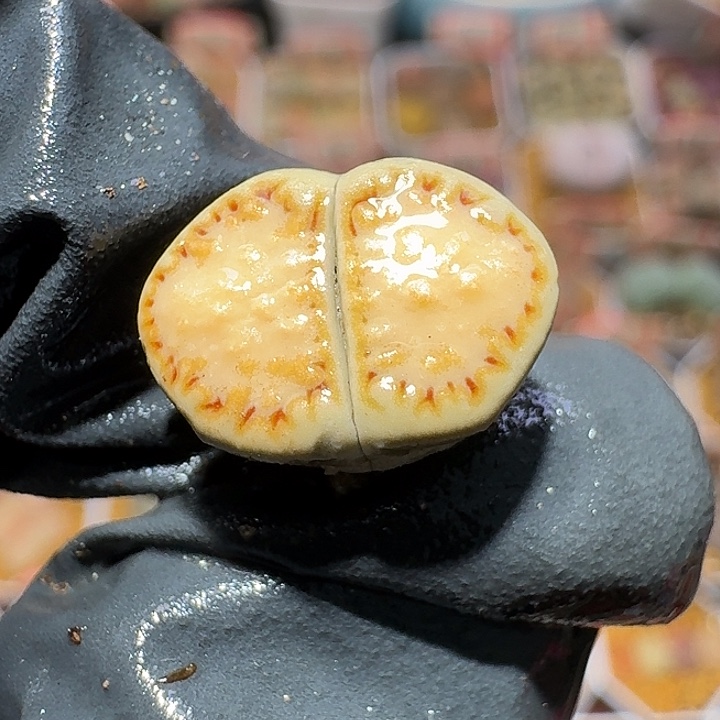 生石花2:：：：。 522号