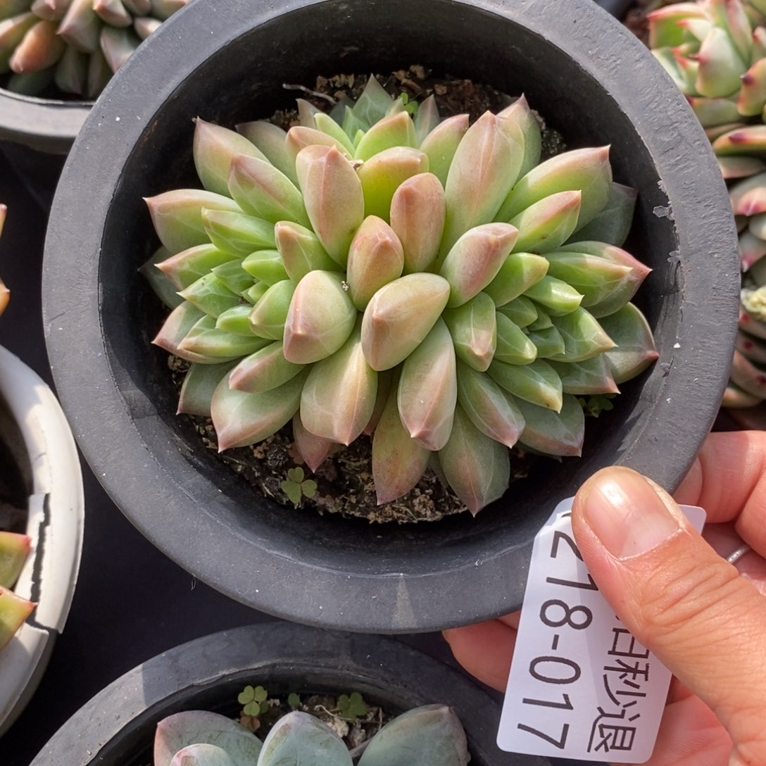 两单包邮1218-17美人