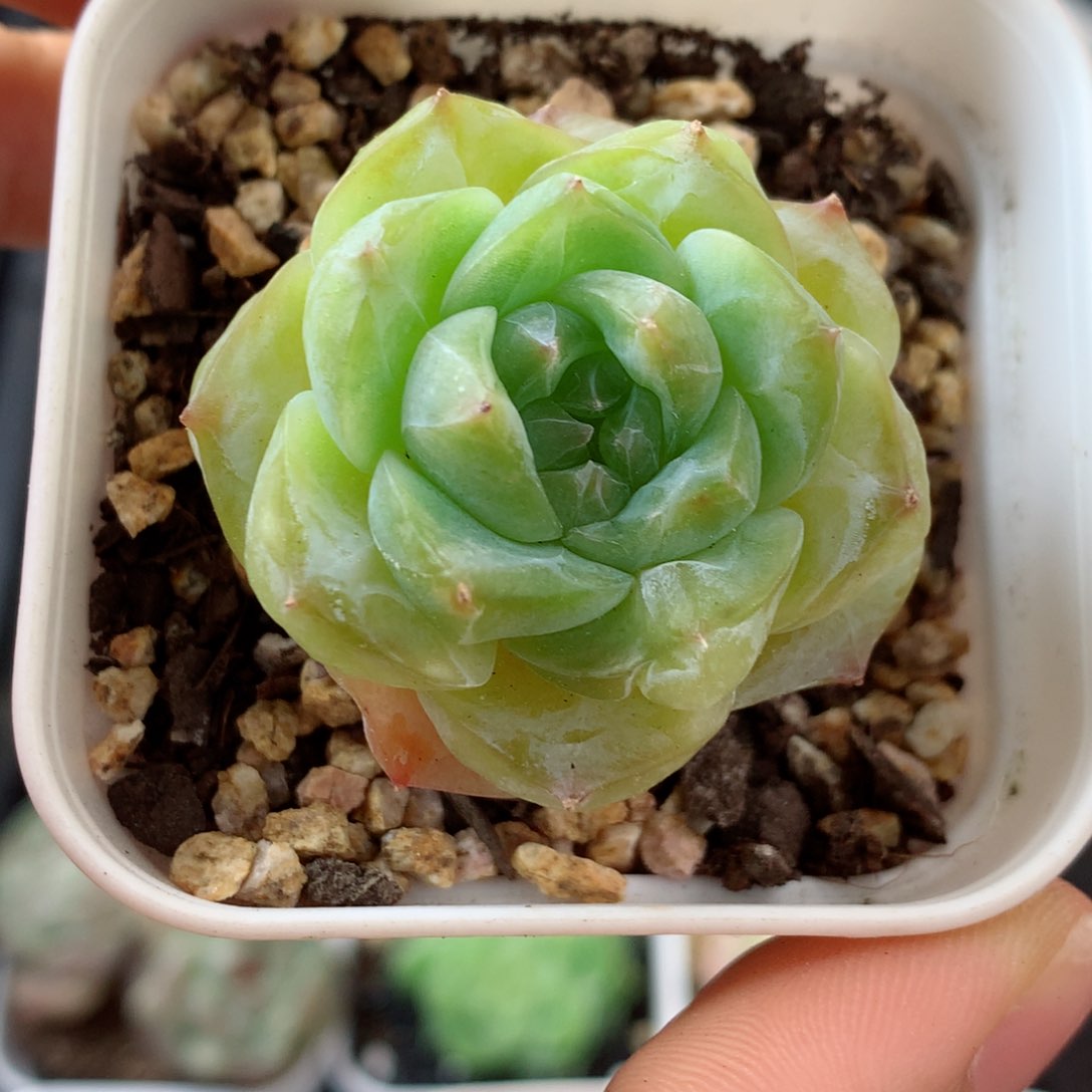 93糖心58包邮  群生不包整 