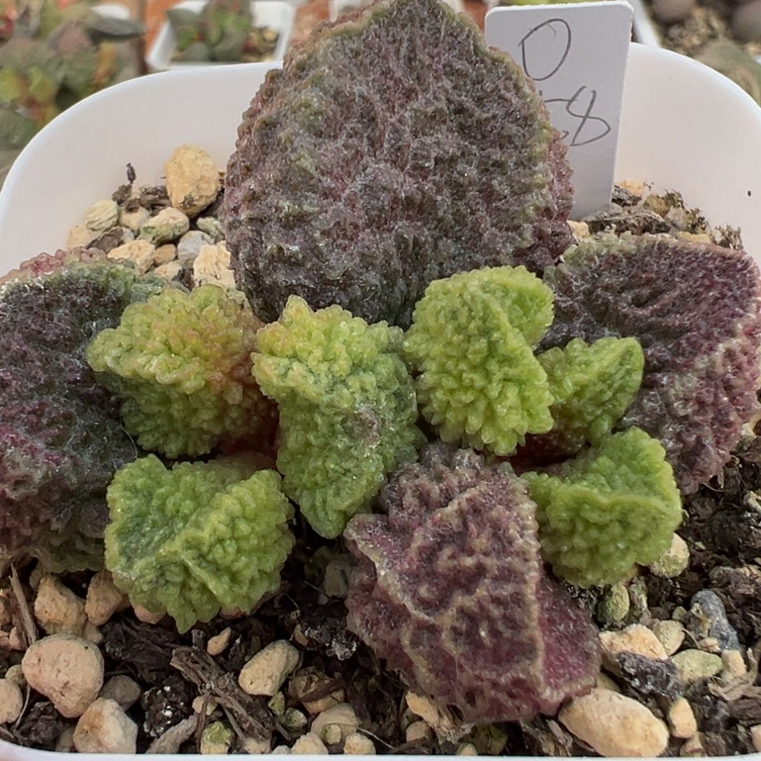 实生新品多肉植物水泡多肉植物