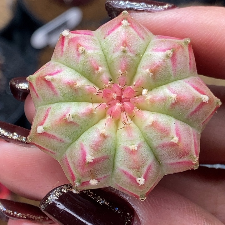 粉白轮回 米哈仙人球