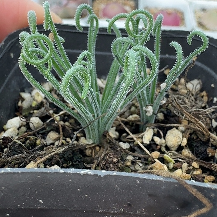 细毛卷434 老马生石花