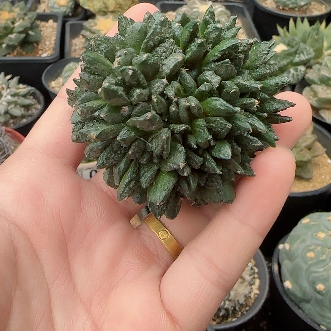 龟甲群石化缀无根福利