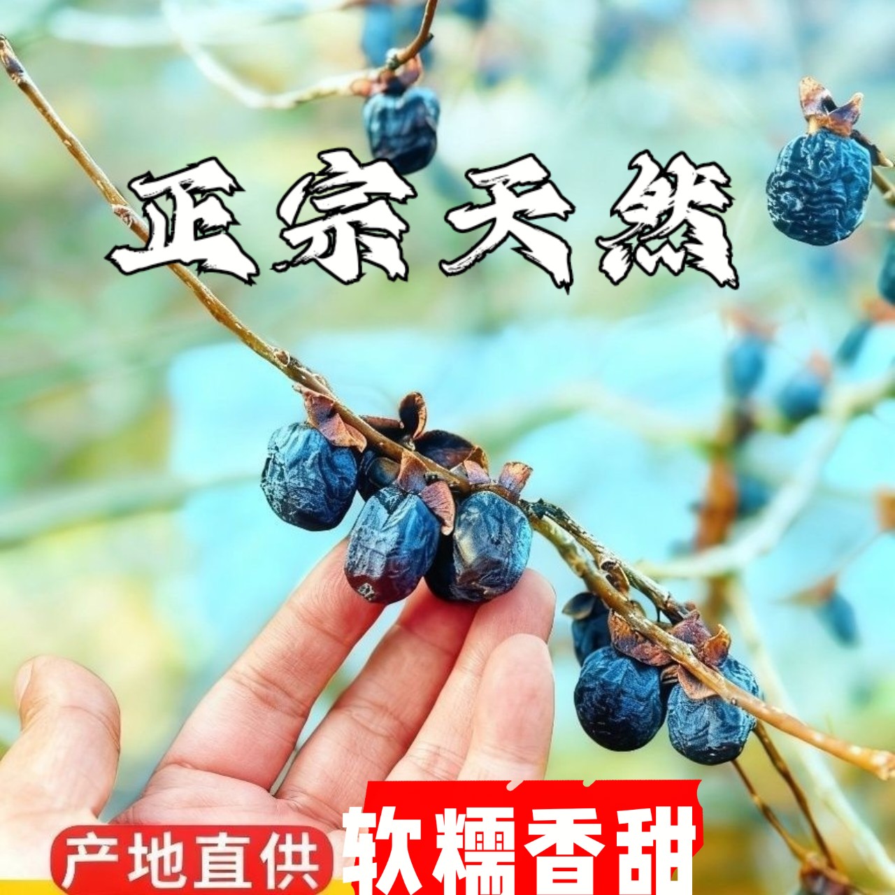 太行山新鲜无核黑枣软糯微甜特产野生小柿子100g涉县本土正宗黑枣