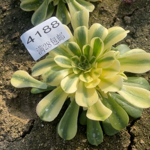 辛尼亚多肉多肉4188