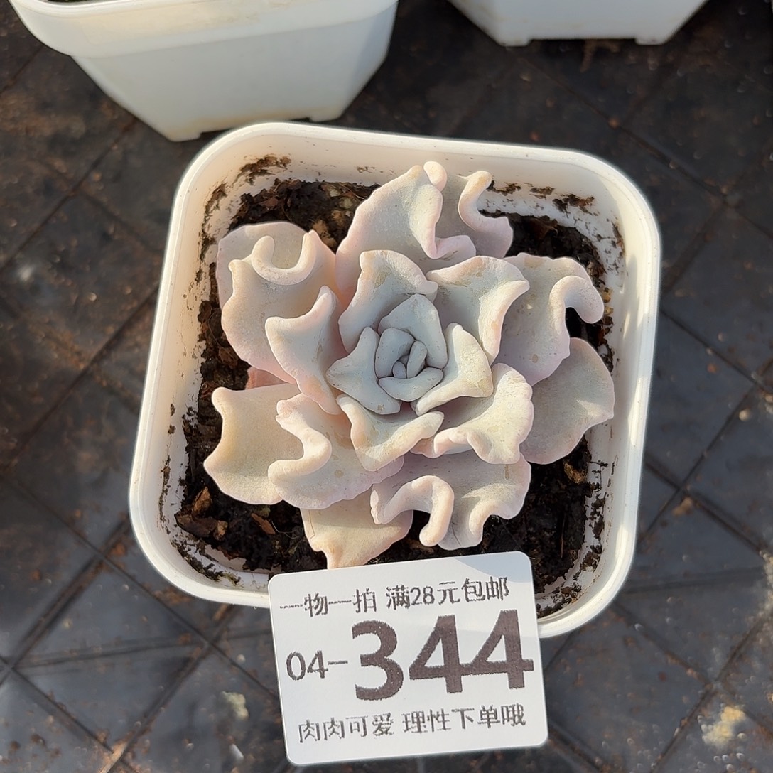 芭蕾舞者无盆土发货无盆土发货无