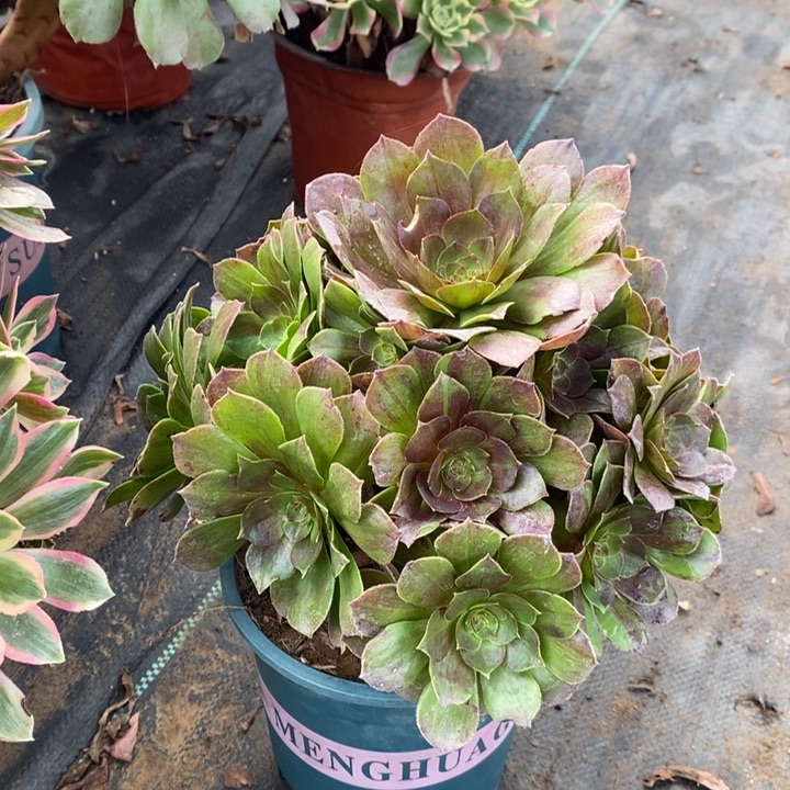 花月夜多肉植物5。