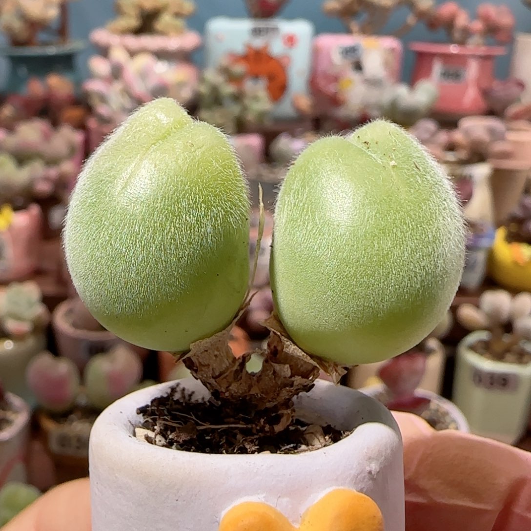 蟹钳毛翠滴盆口2cm
