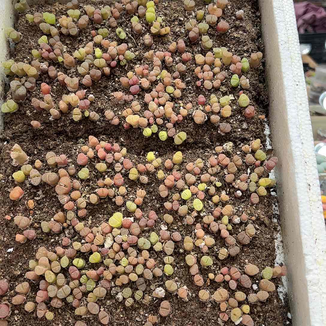 【闪购商品】90 一箱高级风铃