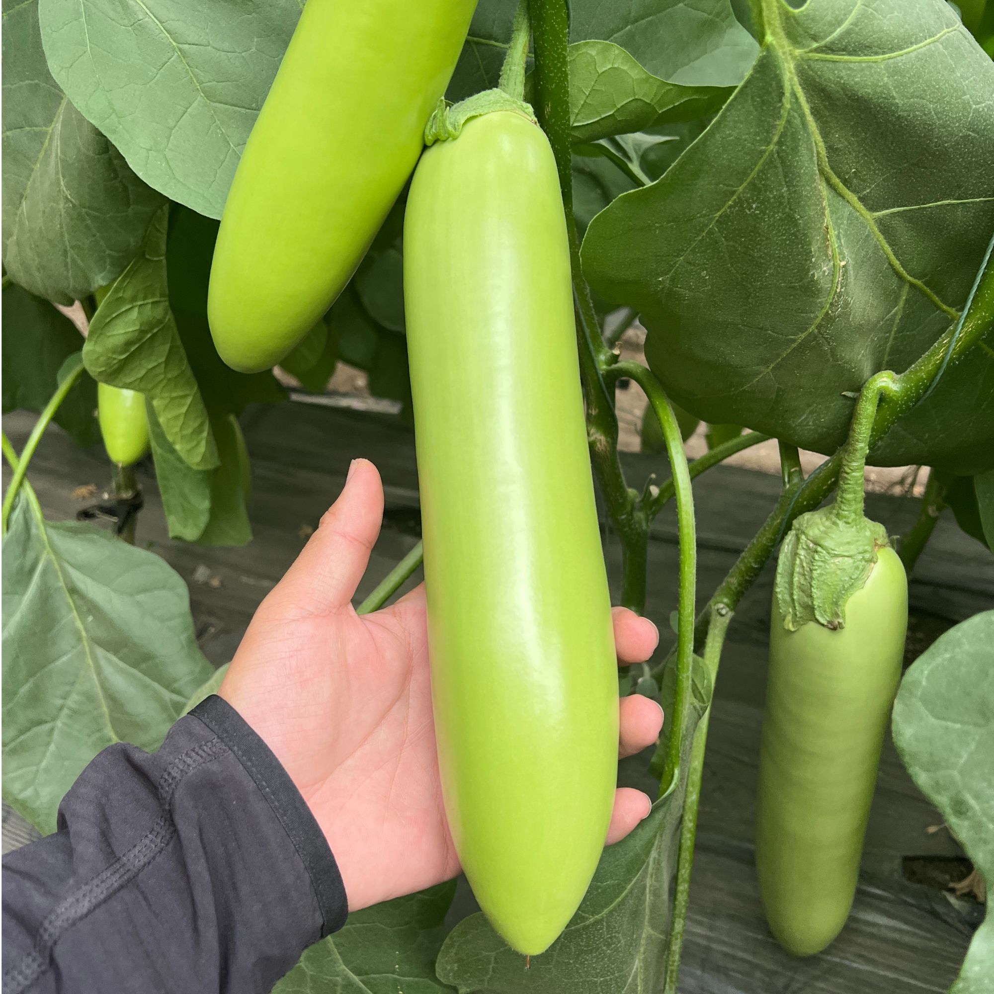 绿色长茄苗绿茄水果茄子苗秧菜苗阳台菜园蔬菜种子蔬菜苗