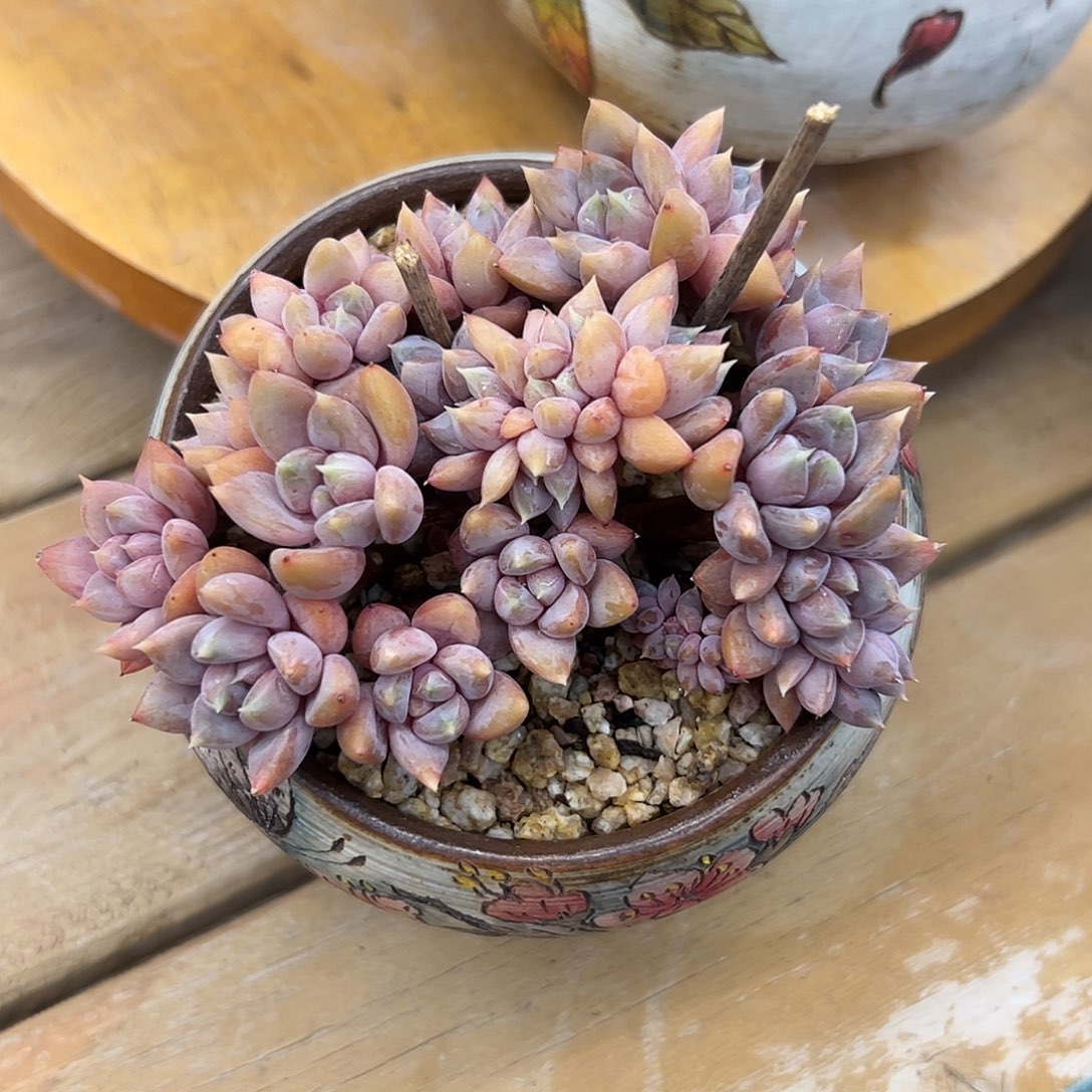 红象牙缀zzzzzzzzz