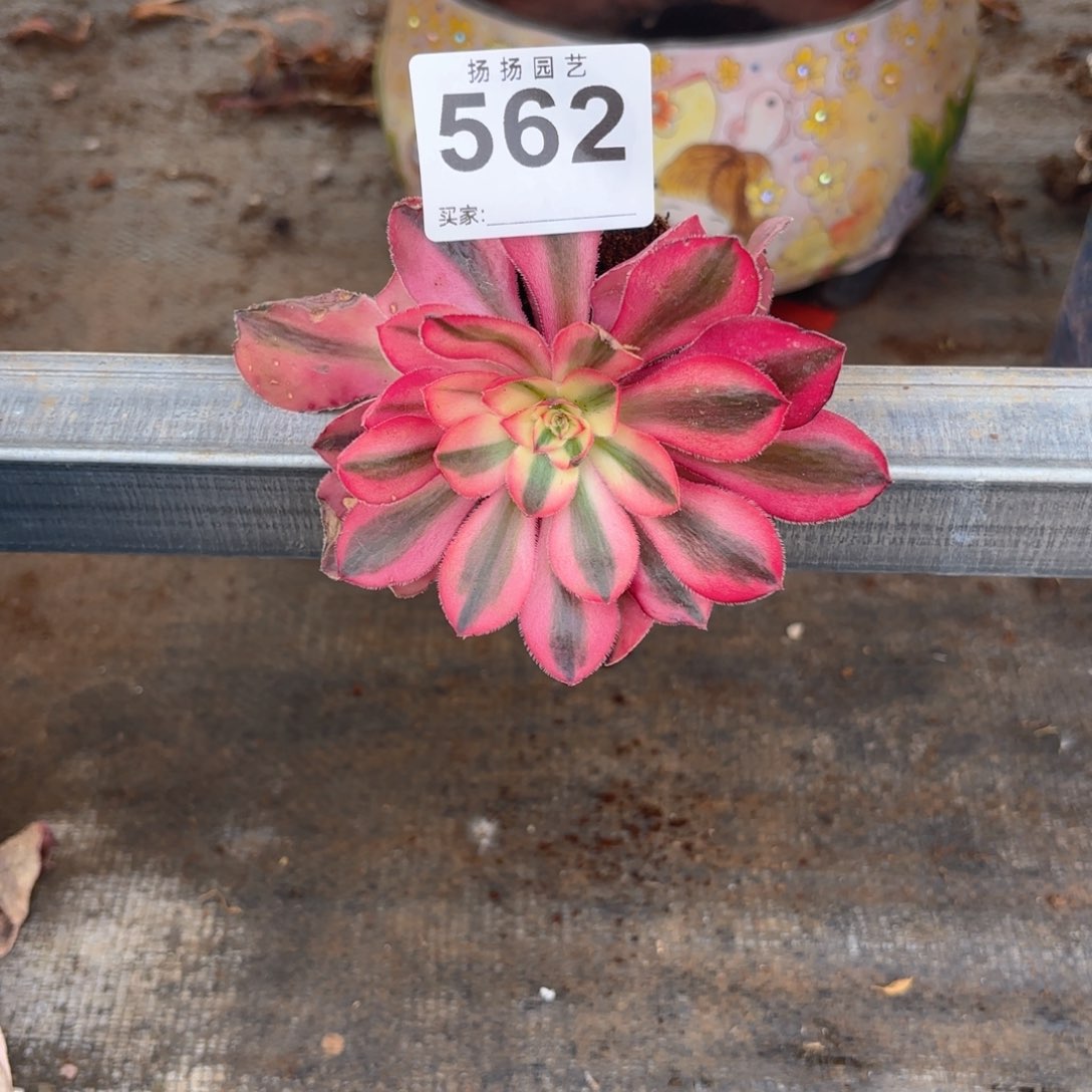 123  562多肉法师