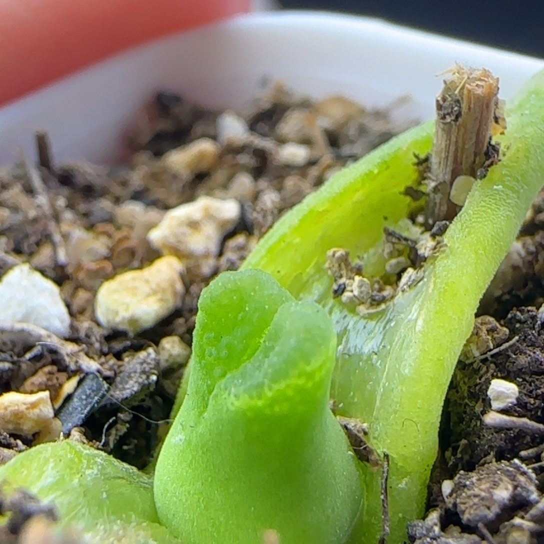 2.16.56/s'b1141/超级奶瓶