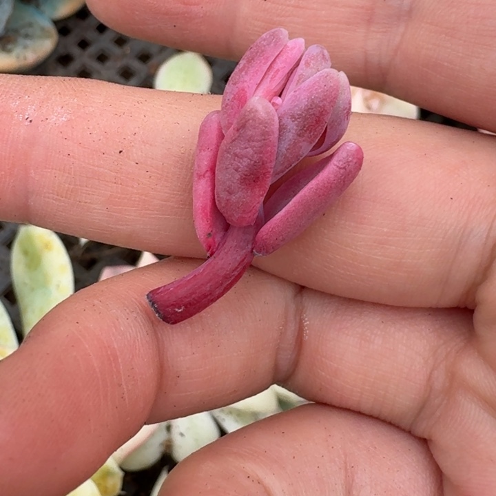 红手指锦一物一拍