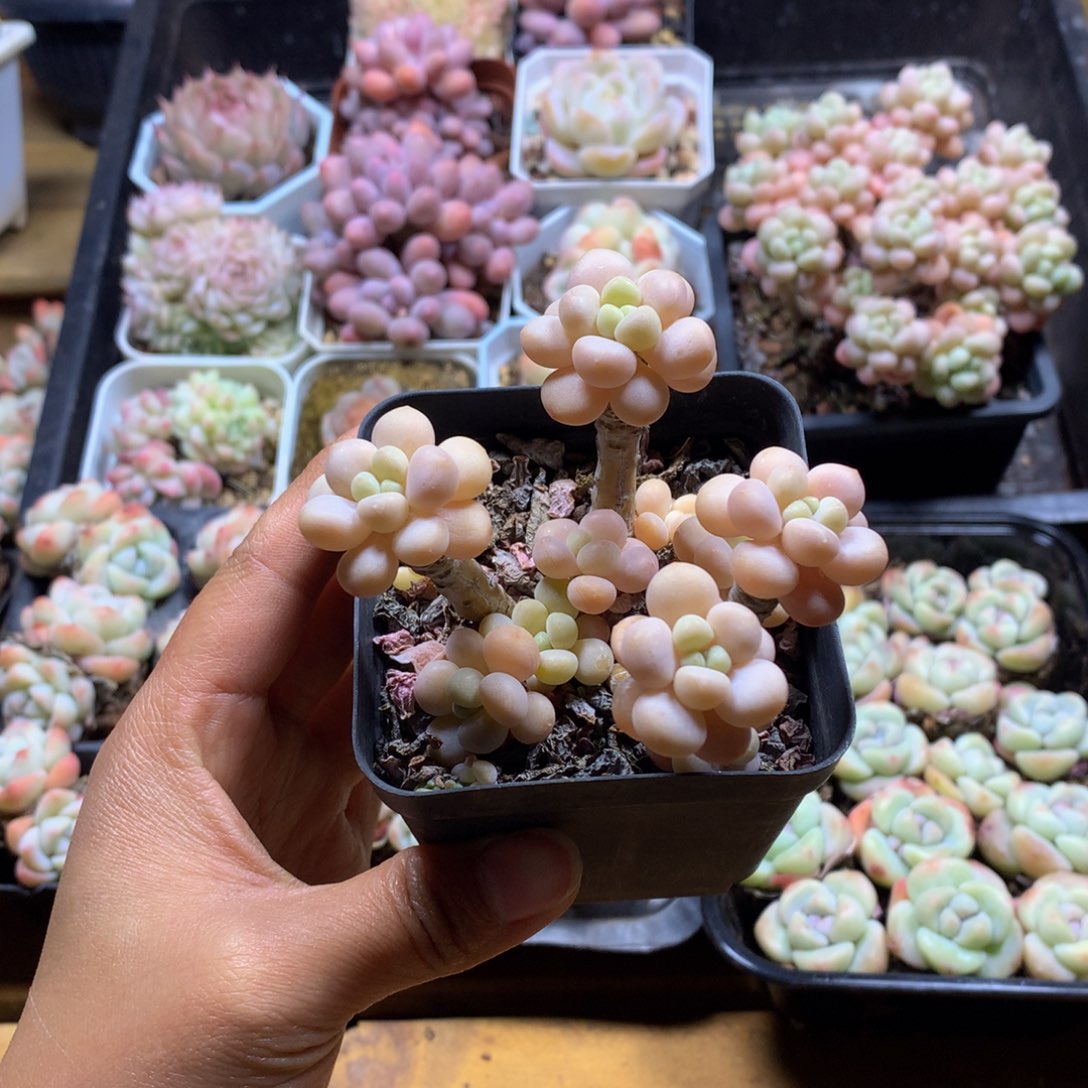 精品洛可可多肉一物一拍