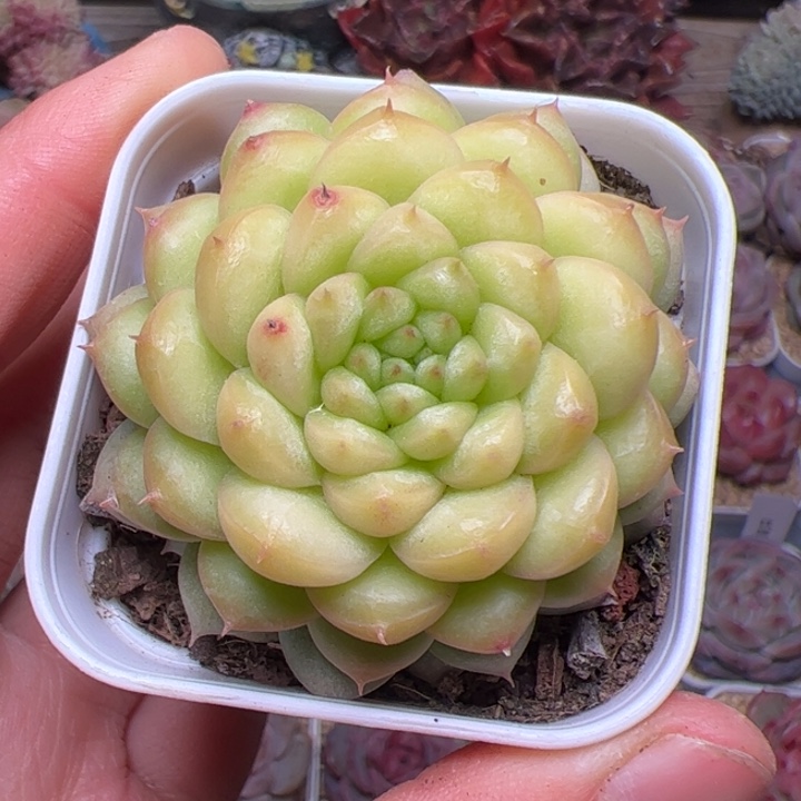 不****！279 多肉植物组合