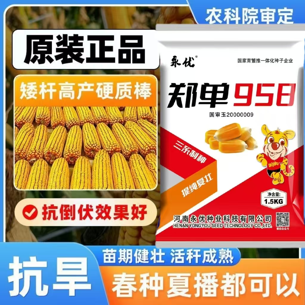 郑单958高产大棒玉米正品新种子农科院培育矮杆抗倒伏玉米种原装