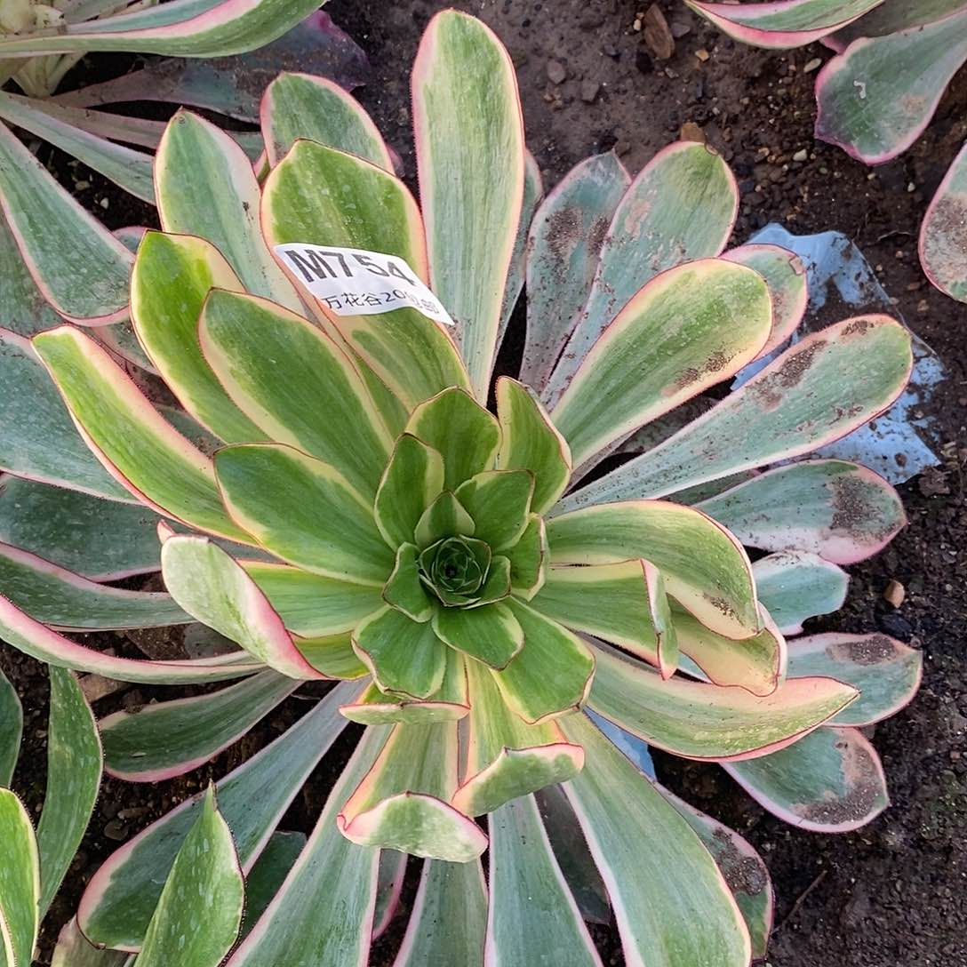 754红魔女多肉植物