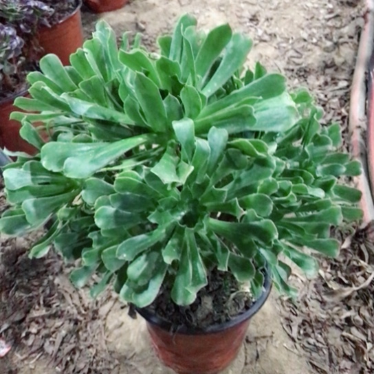 褔***兰绿法师多肉植物08