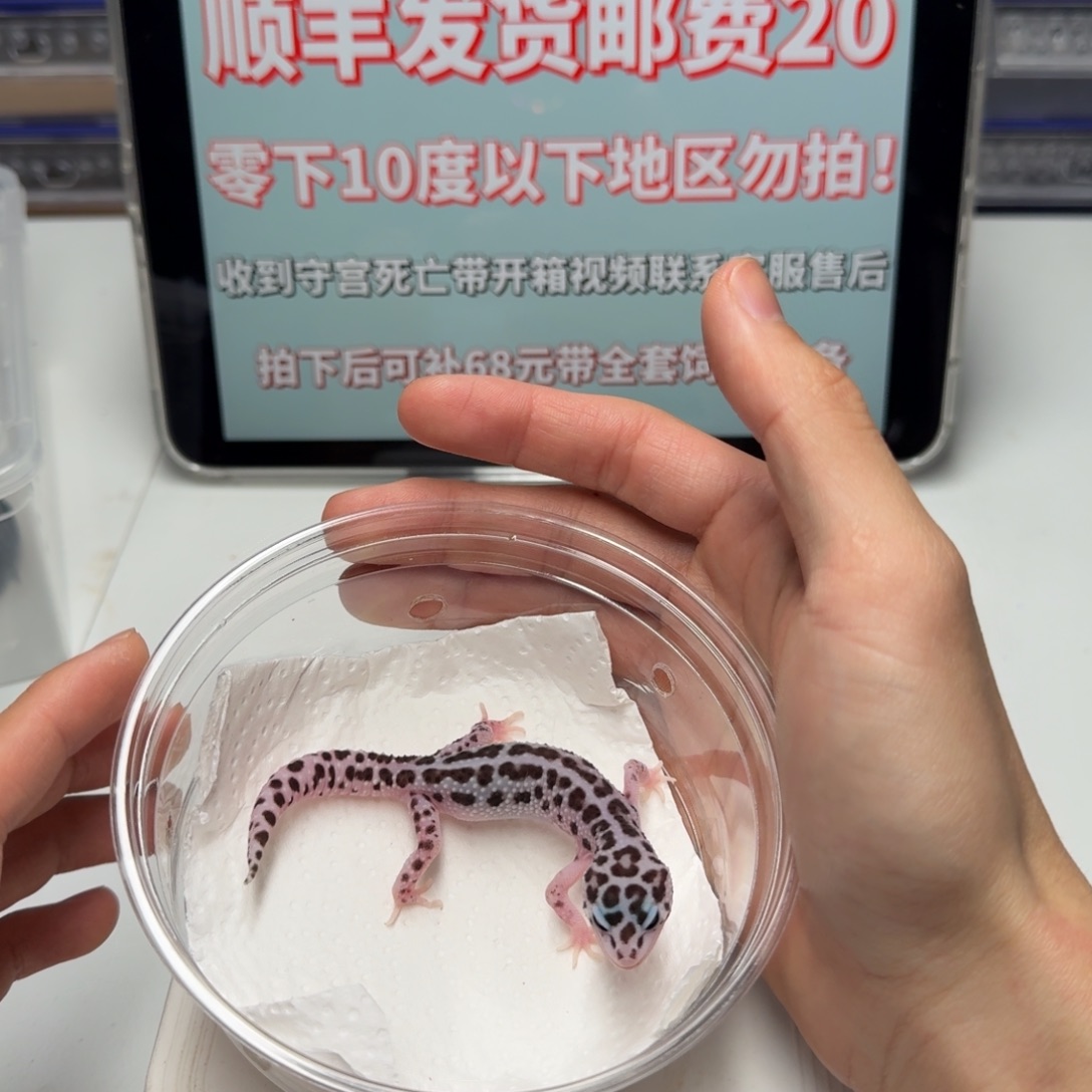 豹纹守宫星途母温