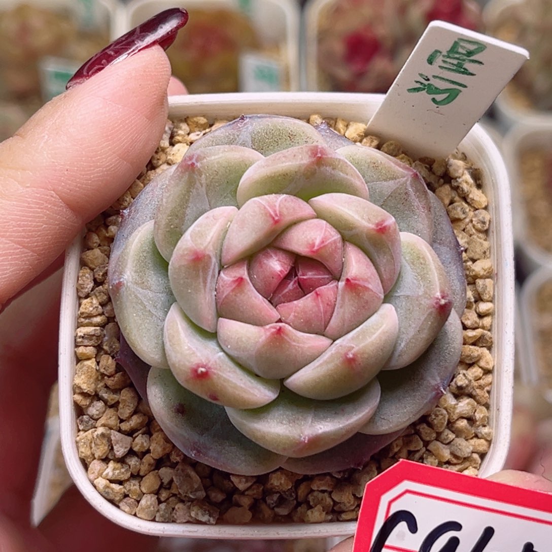 G945一物一拍 星河