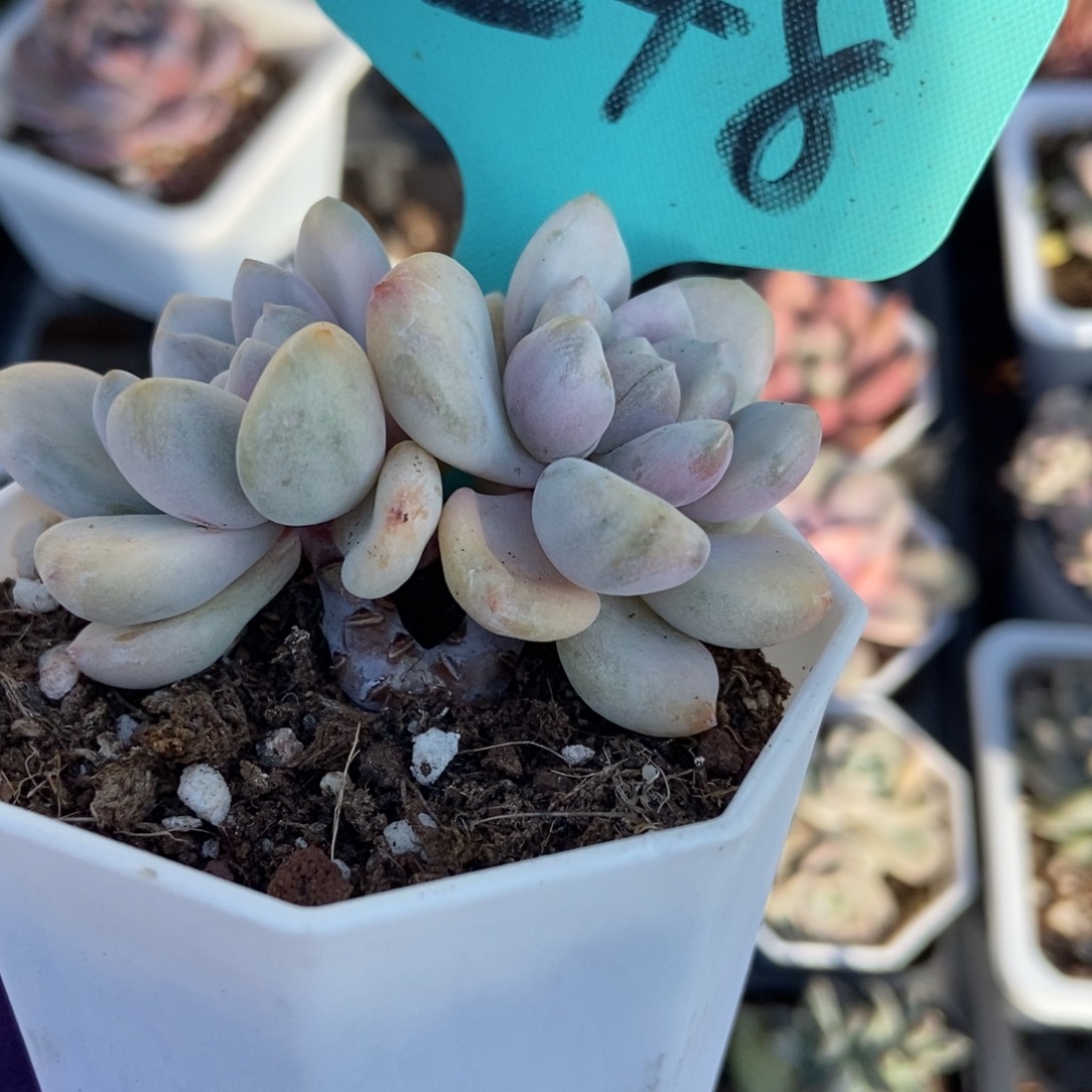 248奥普锦多肉植物