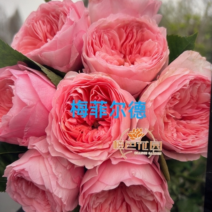 无花朵开播福利梅菲