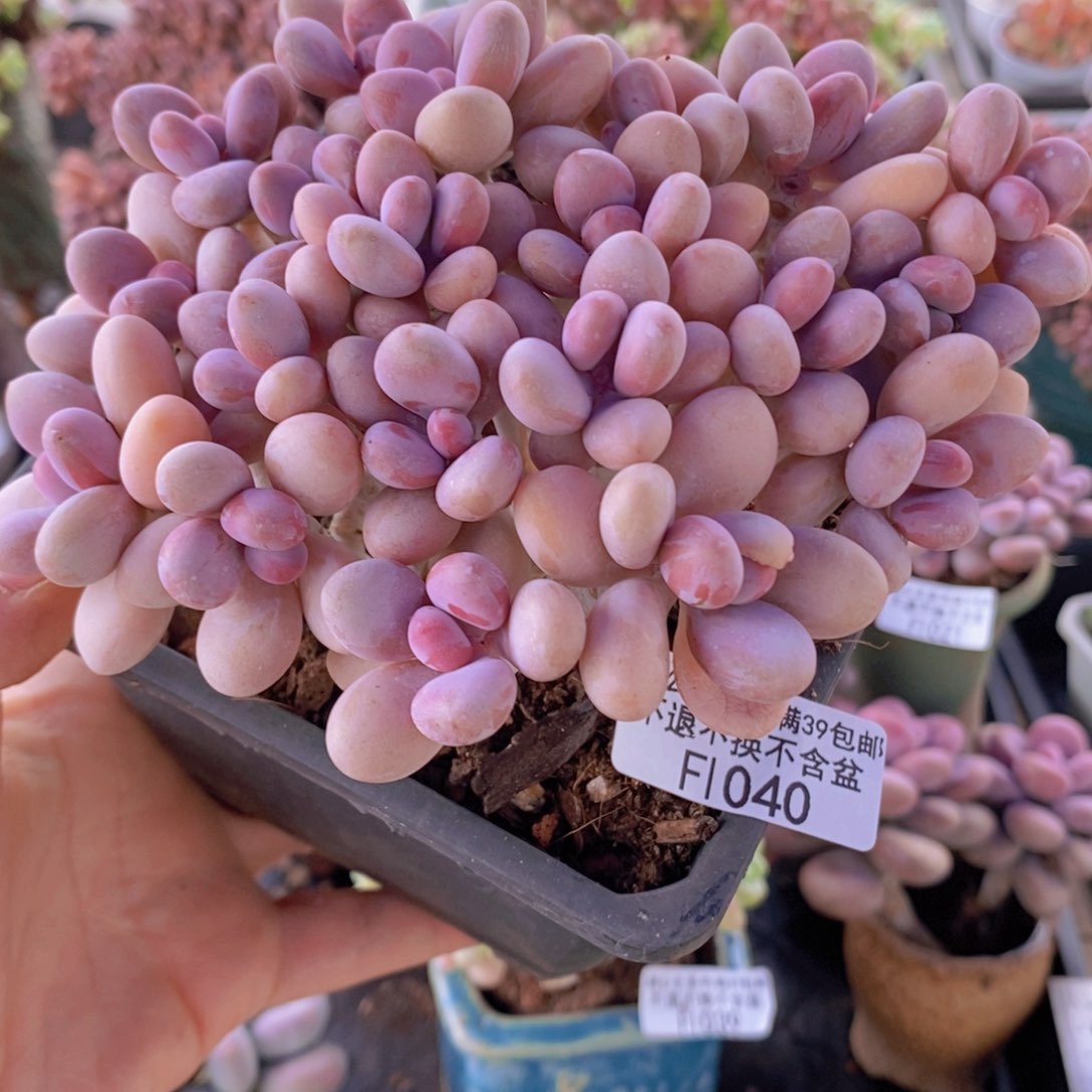 大群糖果桃蛋老桩13cm1040多肉植物