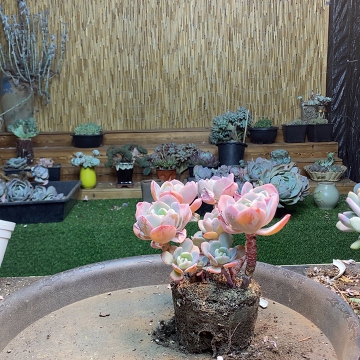 兔****185号白月光多肉植物