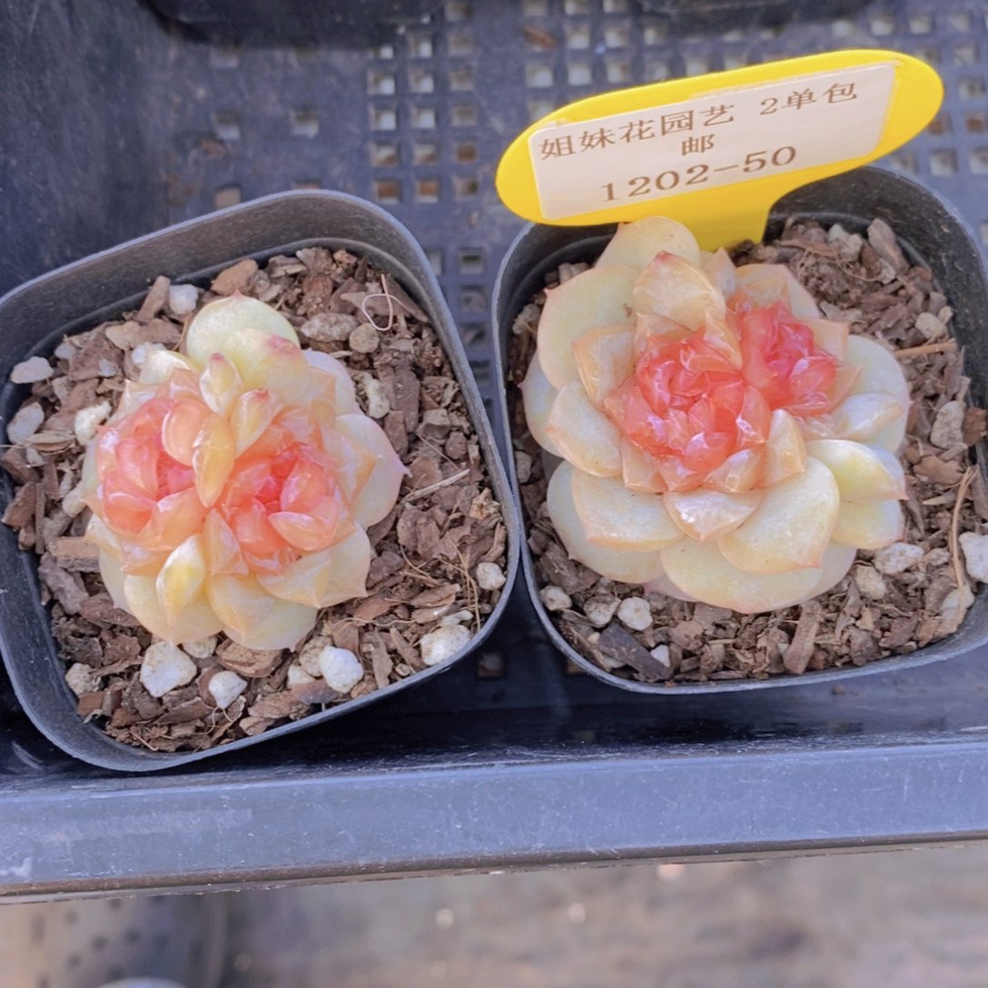 1202-50-精品糖心佛洛依德双头一个