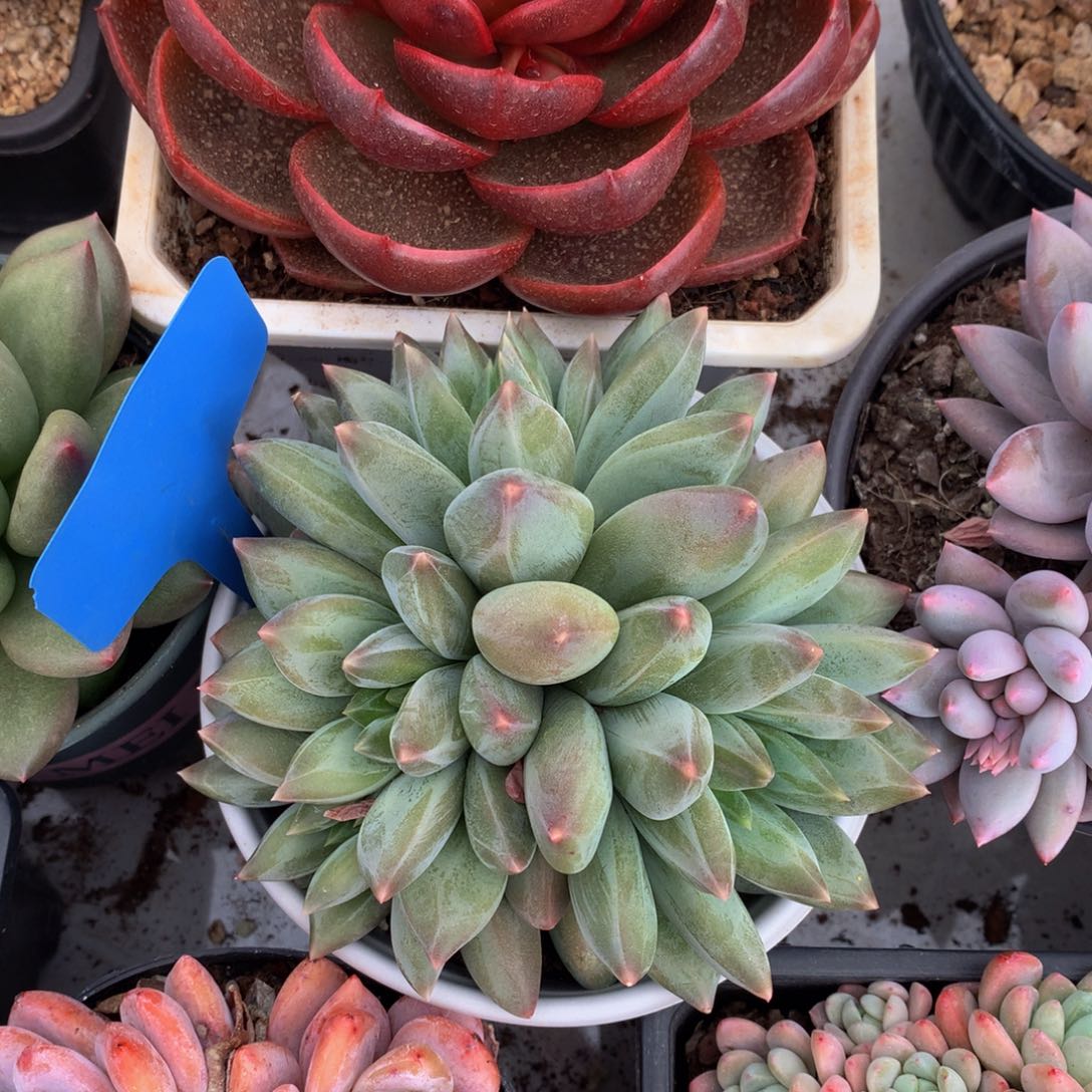 胖体重楼6262626262627