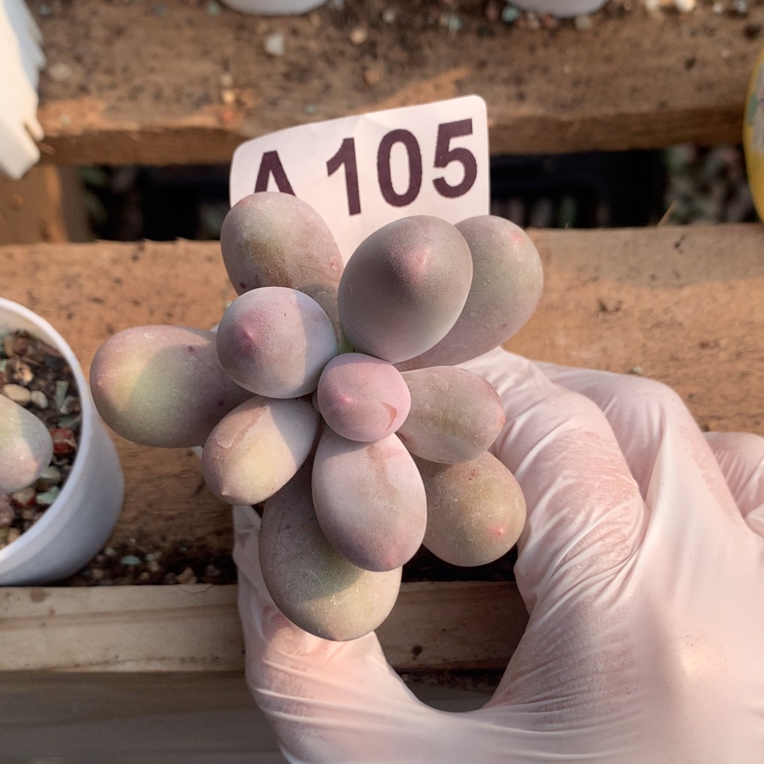 105 韩国米可奶酪24.7月回国多肉