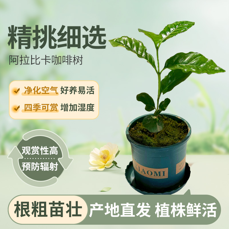 阿拉比卡咖啡树盆栽四季开花可净化空气适合室内外养殖咖啡树苗