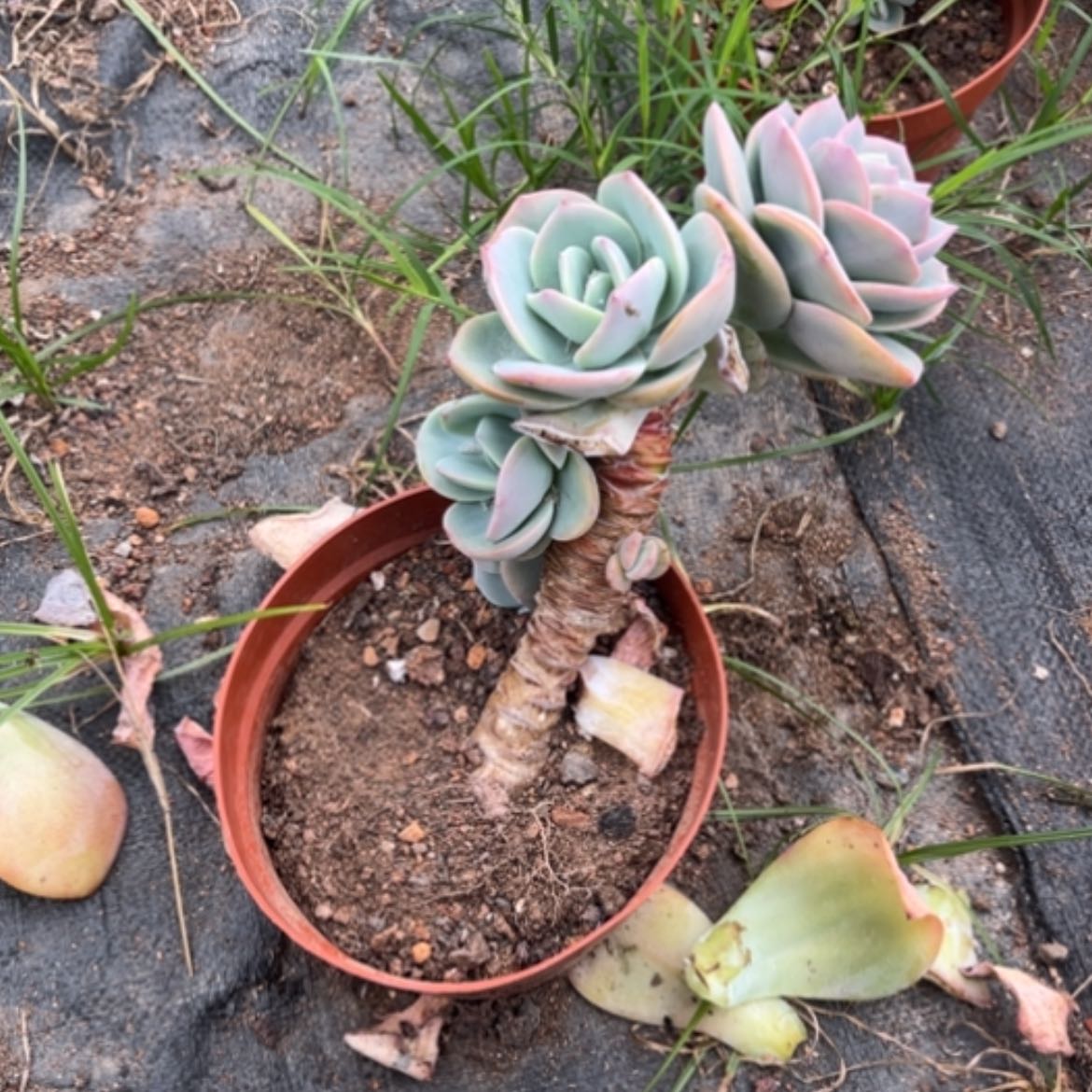 【闪购商品】【**】白凤