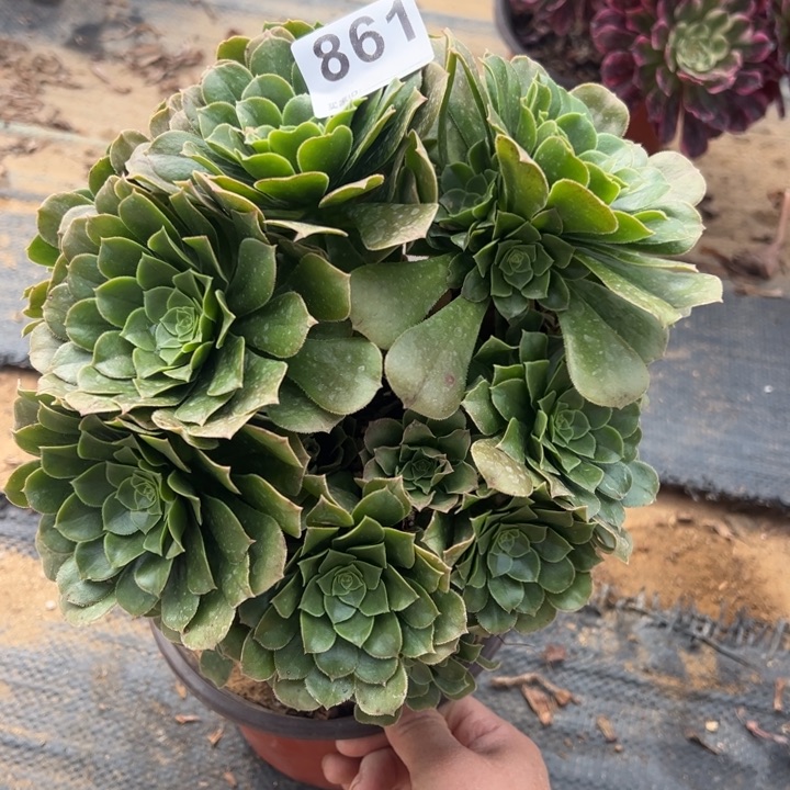 绿杨蓉微瑕多肉植物861