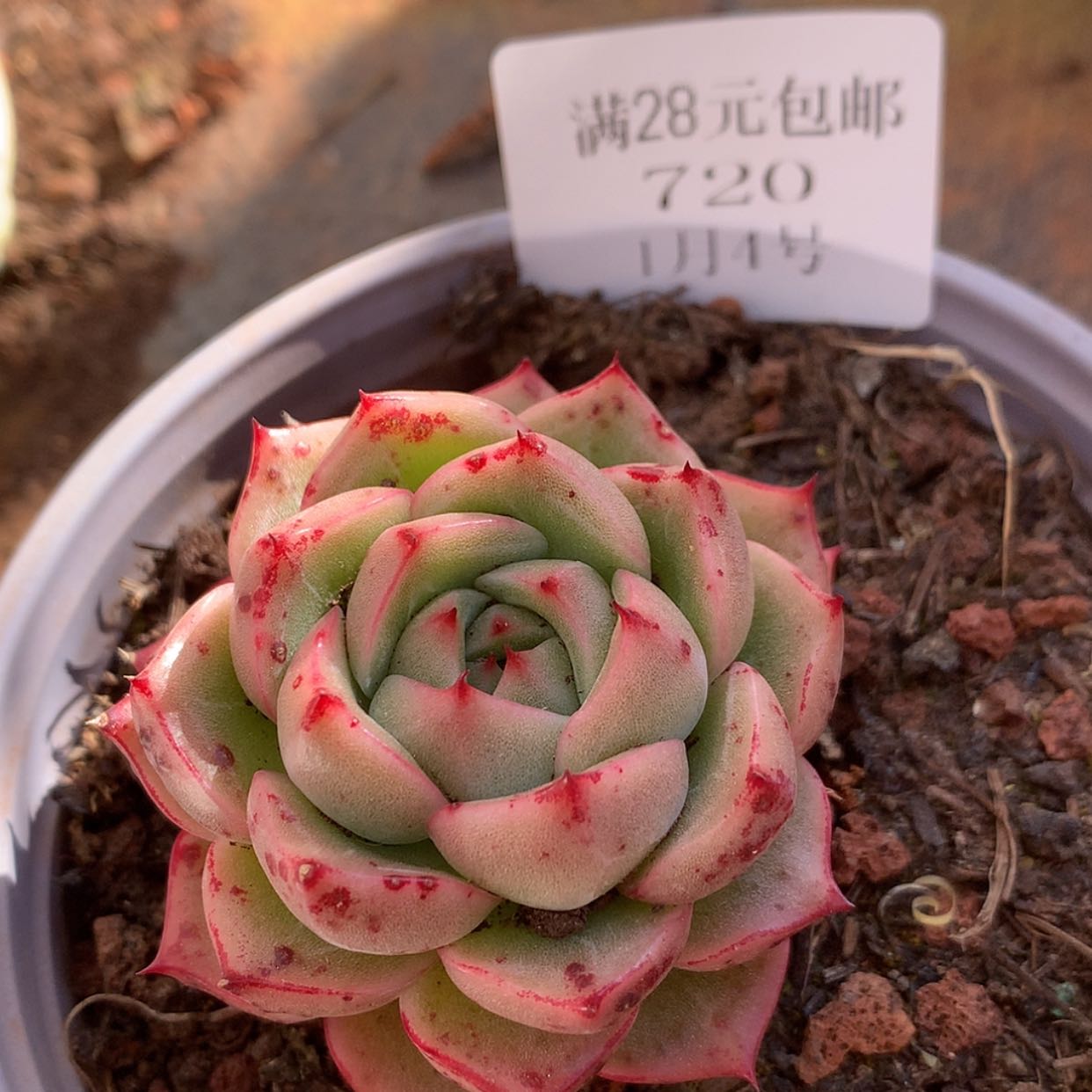 【闪购商品】云720号