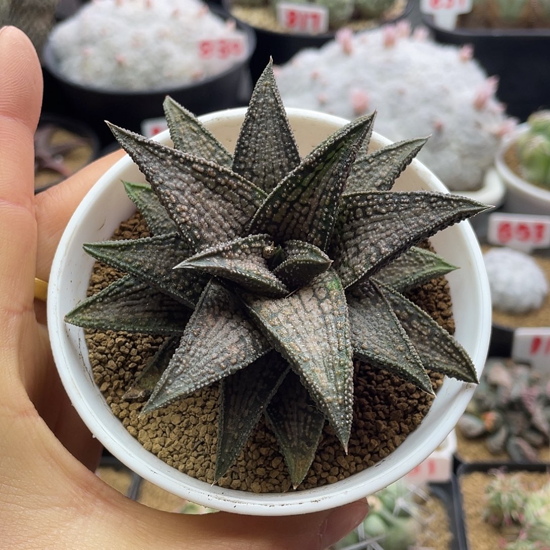 实生丸叶锦带桥硬叶十二卷