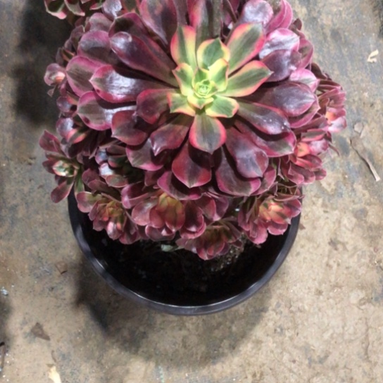 泰***刘无花朵美杜莎多肉植物555号