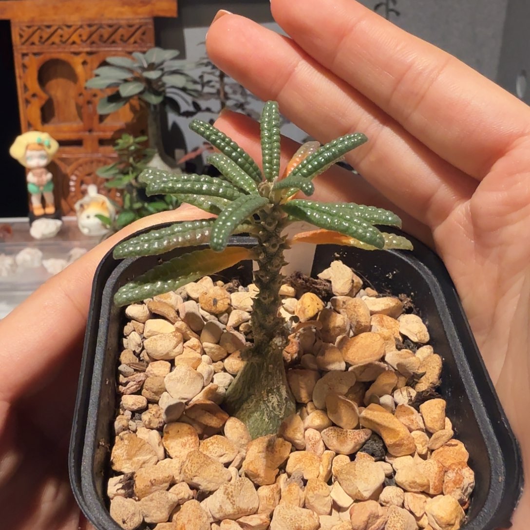 实生泡泡叶巨琉桑一物一拍