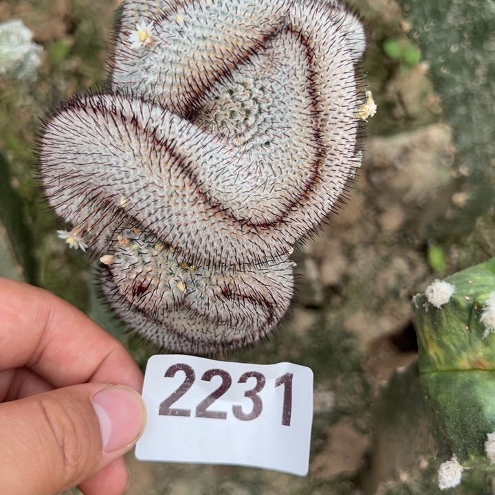 直刺裴蕾缀化仙人球2231号