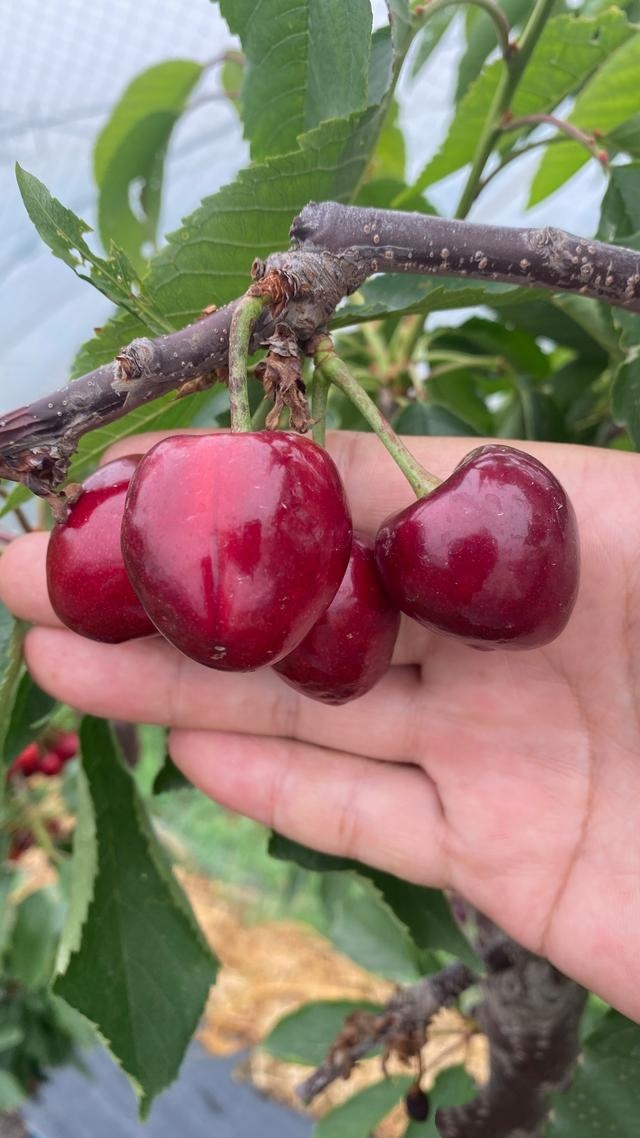 车厘子树苗南方北方都可种植5公分